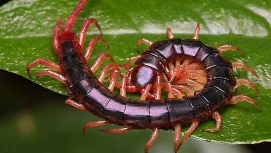 a centipede crawling on a leaf