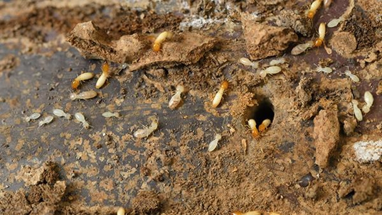 termite crawling on wood