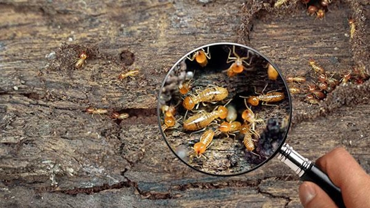 termite damage inspection