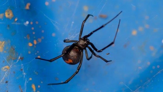 a black widow spider in a web