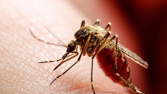 mosquito biting skin