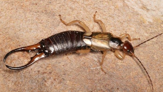 close up of earwig