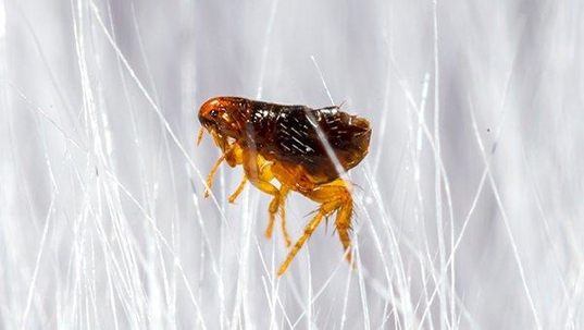 a flea in pet hair