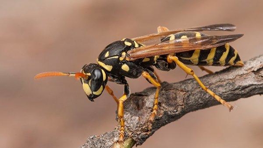 stinging insects crawling on a leaf
