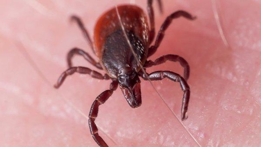 a deer tick on human skin