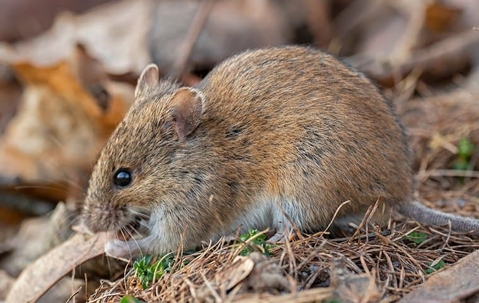 a house mouse eating food