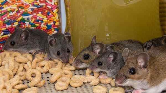 a rodent infestation in a kitchen