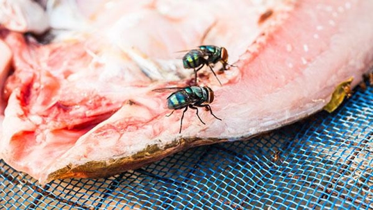 flies on food