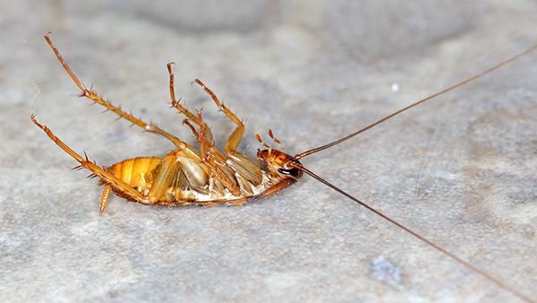 american roache dead on counter