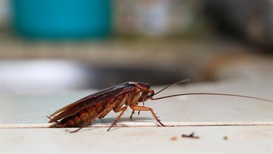 cockroach on kitchen counter