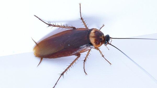 a cockroach crawling in a kitchen