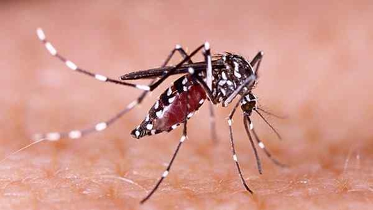 a mosquito biting on skin