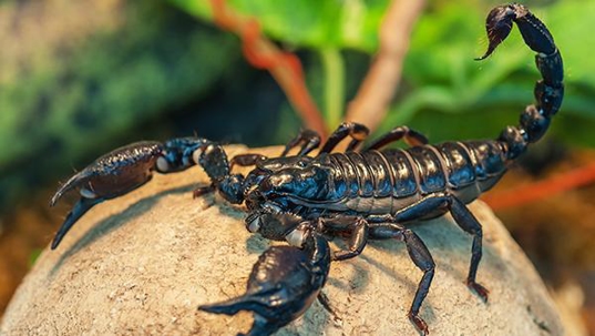 scorpion on a rock