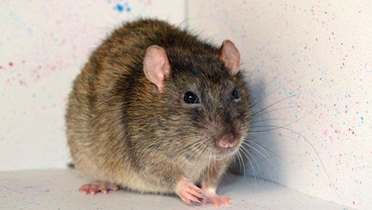 a rat inside of a house