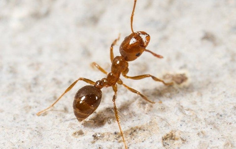 fire ant crawling on the ground