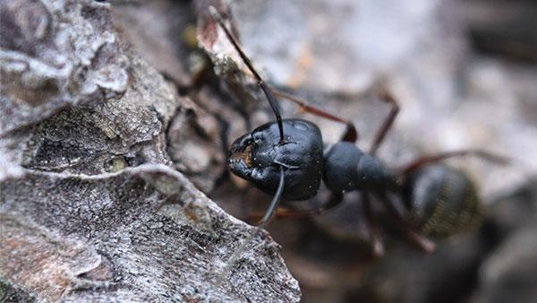 carpenter ants