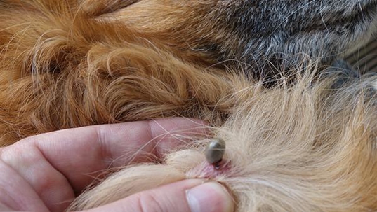 tick on dog
