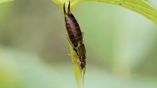 earwig on grass