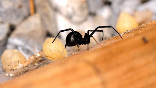 black widow on wood