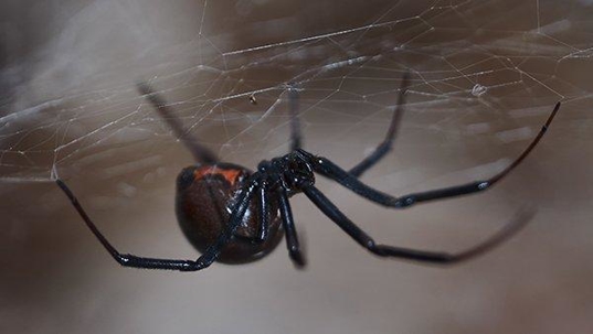 a black widow spider in a fort worth home
