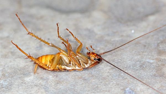 dead cockroach