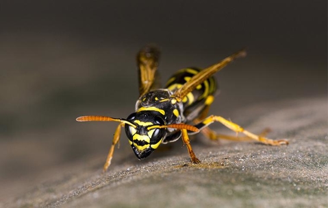 wasp up close