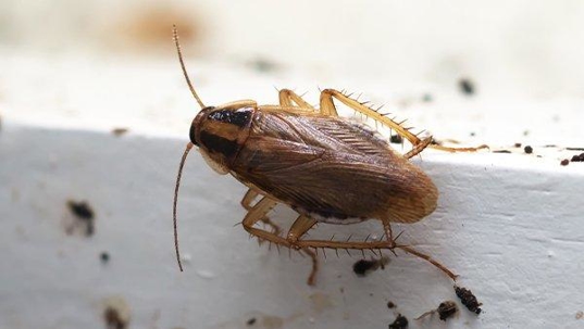 a german cockroach crawling on a window