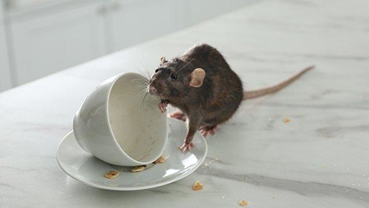 a rat crawling on a coffee cup in a kitchen