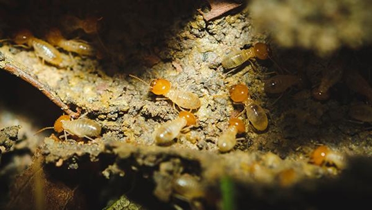 close up of subterranean termites