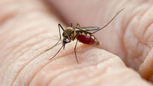 mosquito on someones knuckles