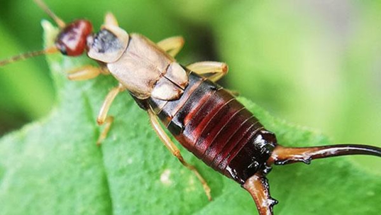 earwig on leaf