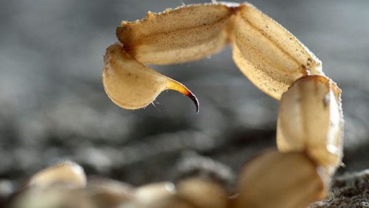 scorpion tail up close