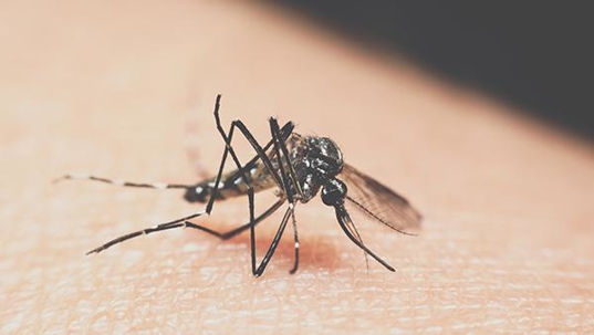 mosquito on skin