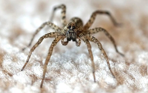 wolf spider on carpet