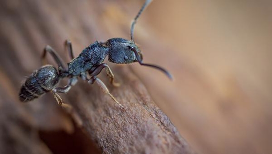 carpenter ant outside