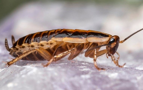 cockroach on a rock