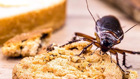 roach on food in home