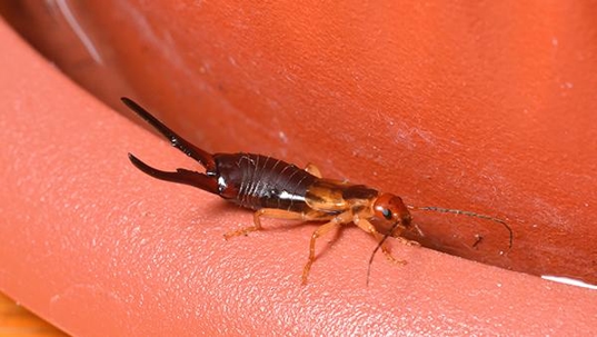 earwig on potted plant