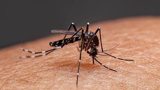 mosquito biting skin