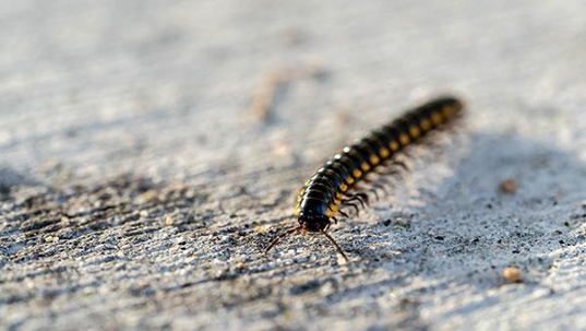 close up of millipede