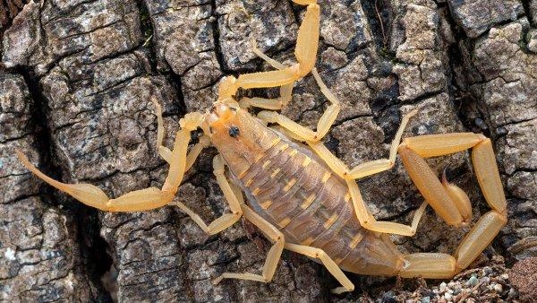 an up close image of a striped black scorpion crawling on a tree