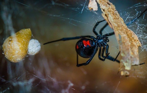 black widow spider with egg sac