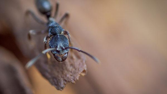 carpenter ant on wood