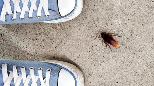 a cockroach in a home