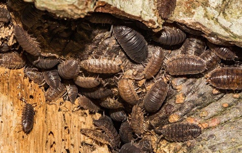 a swarm of pill bugs