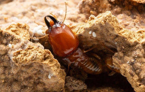 termite in nest