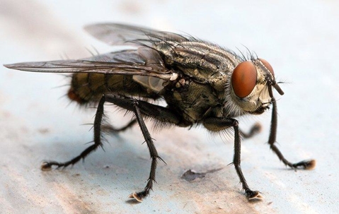 blow fly landing on a kitchen counter