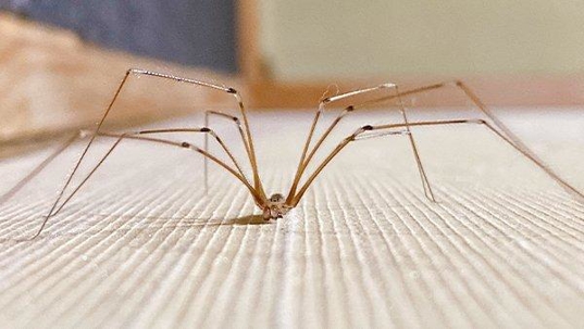 a cellar spider crawling on a basement floor