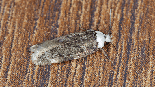 pantry moth