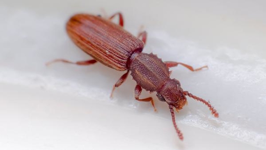 grain beetle